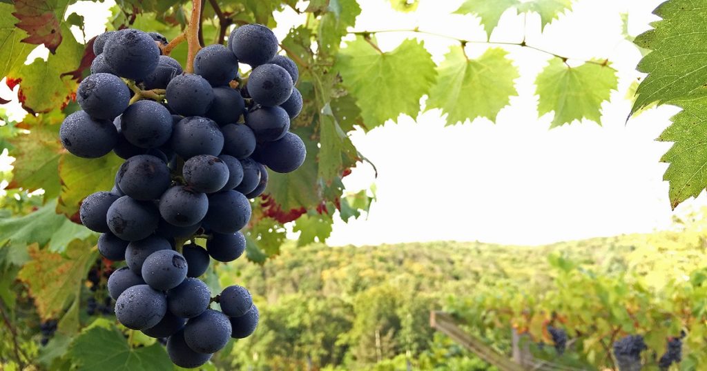 Up close photo of purple grapes on the vine with a vineyard in the background